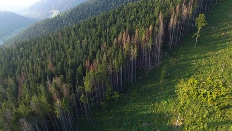 Deforestation. Aerial drone view of forest destroyed in Ukraine. Video stock 98129788