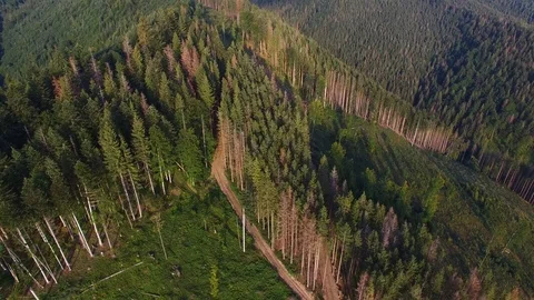 Deforestation. Aerial drone view of forest destroyed in Ukraine. Stock Footage 98129899