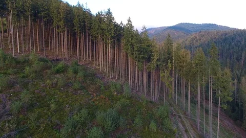 Deforestation. Aerial drone view of forest destroyed in Ukraine. Stock Footage 98130043