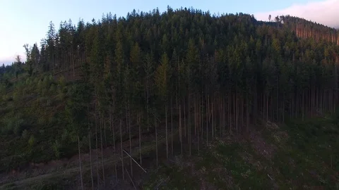 Deforestation. Aerial drone view of forest destroyed in Ukraine. Stock Footage 98130167