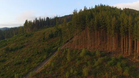 Deforestation. Aerial drone view of forest destroyed in Ukraine. Video stock 98130304