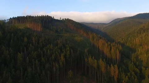 Deforestation. Aerial drone view of forest destroyed in Ukraine. Stock Footage 98130564