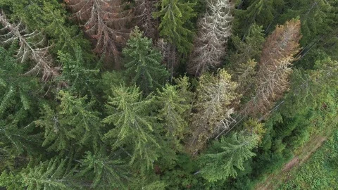 Deforestation. Aerial drone view of forest destroyed in Ukraine. Stock Footage 98131163