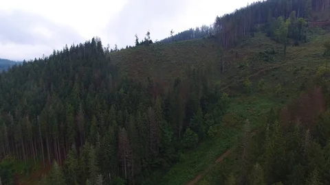Deforestation. Aerial drone view of forest destroyed in Ukraine. Stock Footage 98131450
