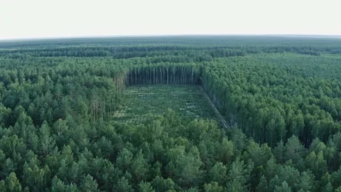 Deforestation. Aerial flying forward over a large area of felled forest. Dest Stock Footage 158075841