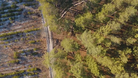 Deforestation aerial shot, flying over cut down trees, ecological catastrophe Stock Footage 122425896