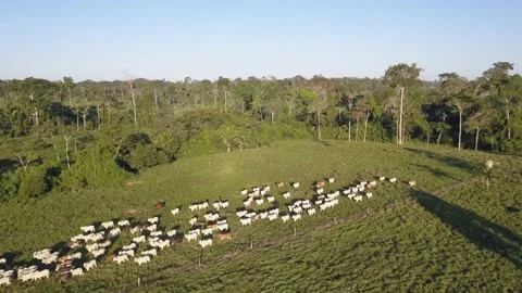 Deforestation aerial view of cattle on farm pasture in the Amazon rainforest. Stock Footage