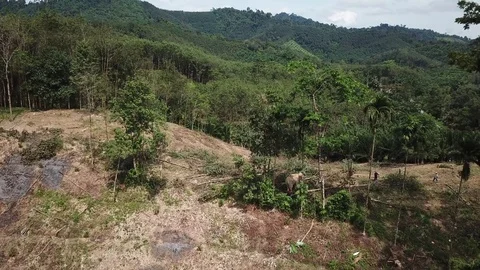 Deforestation aerial view. Elephant used as work animal Stock Footage 82048699