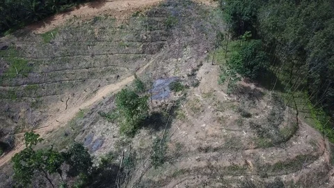 Deforestation aerial view. Elephant used as work animal Видео 82048800
