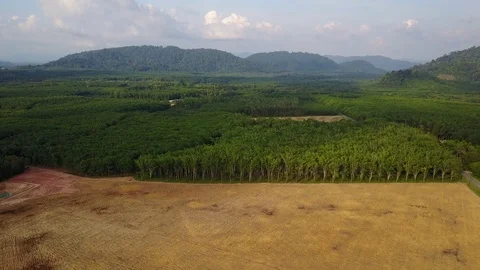 Deforestation aerial view Stock Footage 74534746