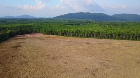 Deforestation aerial view Vídeos de archivo 74534887