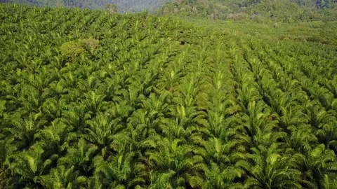 Deforestation aerial view Stock Footage 74535371