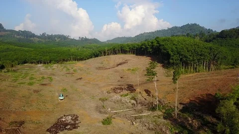 Deforestation aerial view Stock Footage 75265606