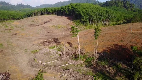 Deforestation aerial view Stock Footage 75265892