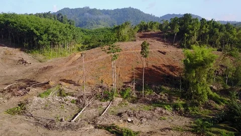 Deforestation aerial view Stock Footage 75266823