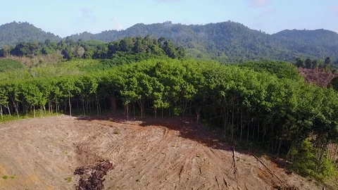 Deforestation aerial view Video stock 75283874