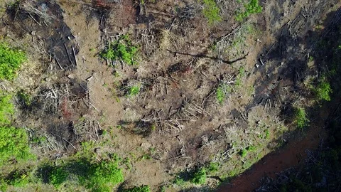 Deforestation aerial view Stock Footage 75284481