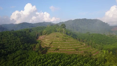 Deforestation aerial view Stock Footage 75311705