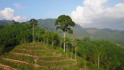 Deforestation aerial view Stock Footage 75312332
