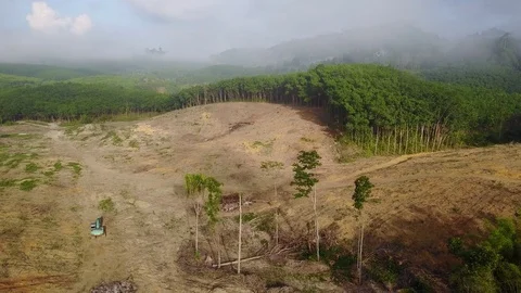 Deforestation aerial view Video stock 77352530