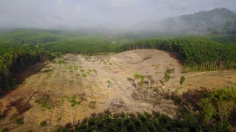 Deforestation aerial view Stock Footage 77359042
