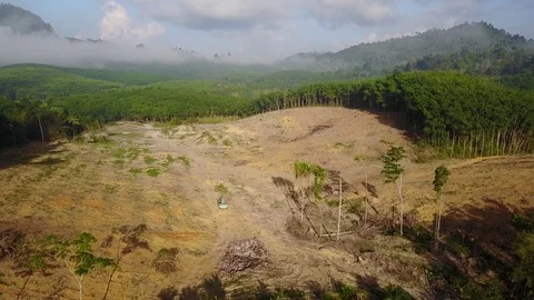 Deforestation aerial view Stock Footage