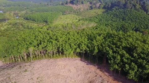 Deforestation aerial view Stock Footage 77362973