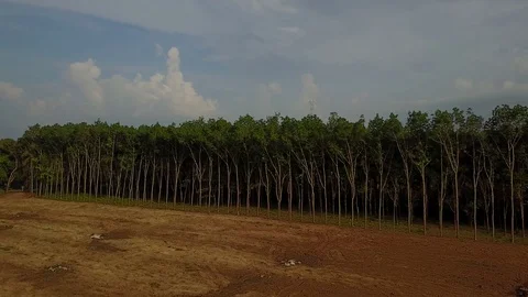 Deforestation aerial view Stock Footage 77376444