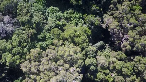 Deforestation aerial view Stock Footage 80859921