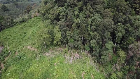 Deforestation aerial view Video stock 81264239