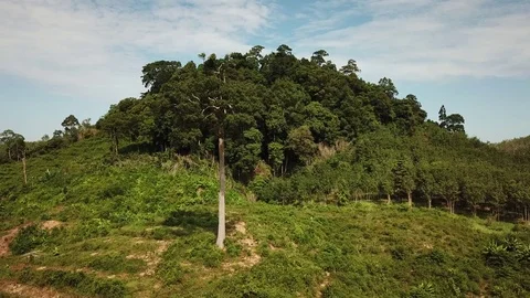 Deforestation aerial view Stock Footage 81264416