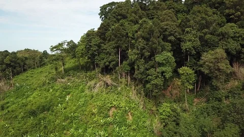 Deforestation aerial view Stock Footage 81264438