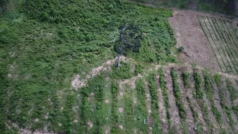 Deforestation aerial view Stock Footage 81264442