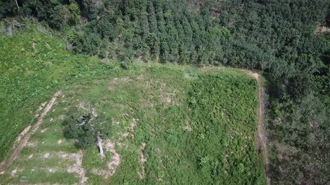 Deforestation aerial view Stock Footage 81264444