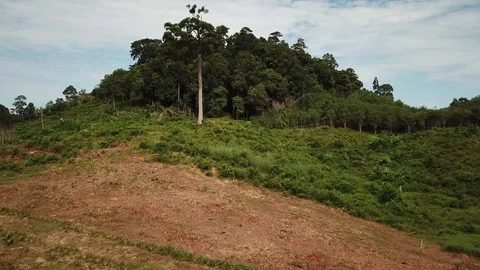 Deforestation aerial view Stock Footage 81264447