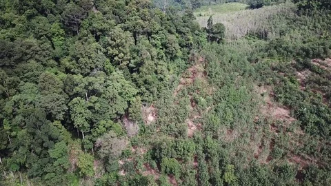 Deforestation aerial view Stock Footage 81264448