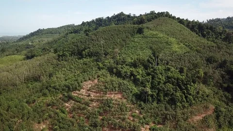 Deforestation aerial view Stock Footage 81264452