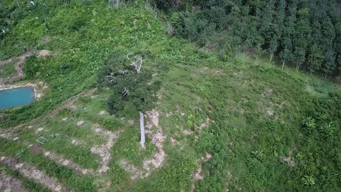 Deforestation aerial view Stock Footage 81264454