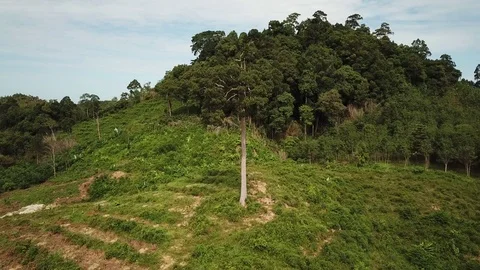 Deforestation aerial view Video stock 81264459