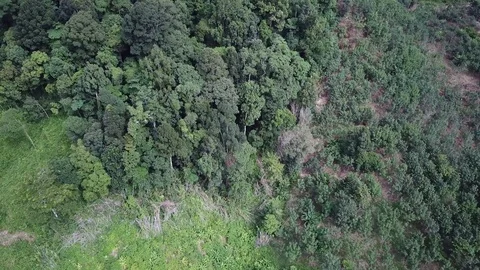 Deforestation aerial view Stock Footage 81264474