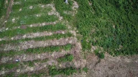 Deforestation aerial view Stock Footage 81264478