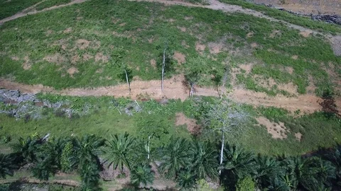 Deforestation aerial view Stock Footage 81314542