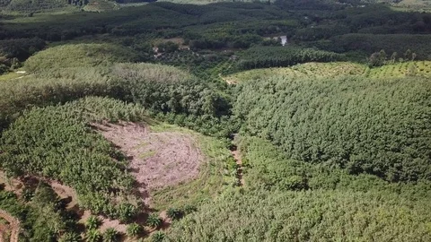 Deforestation aerial view Stock Footage 81314562