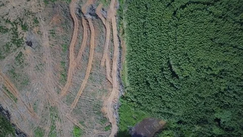 Deforestation aerial view Stock Footage 81314589
