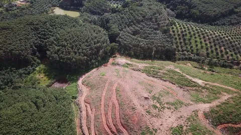 Deforestation aerial view Stock Footage 81314591