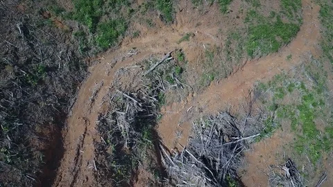 Deforestation aerial view Stock Footage 81314617