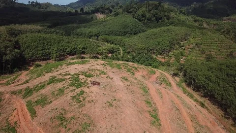Deforestation aerial view Video stock 81314620