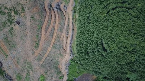 Deforestation aerial view Stock Footage 81314625