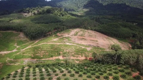 Deforestation aerial view Video stock 81314636