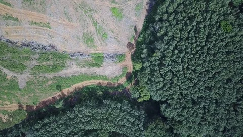Deforestation aerial view Stock-Footage 81314638